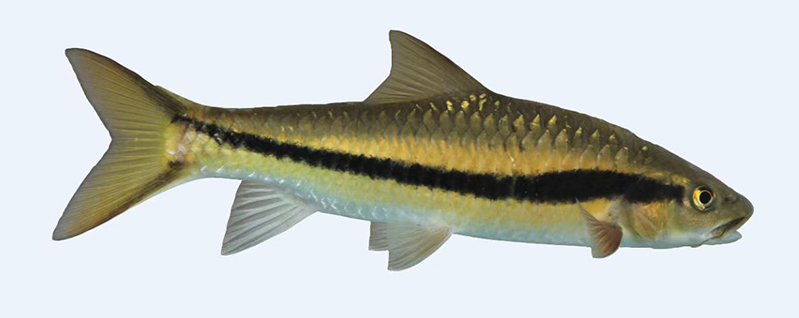 电子游戏app下载安装