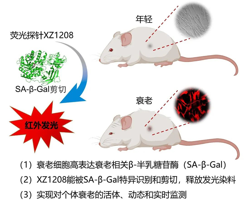 电子游戏app下载安装