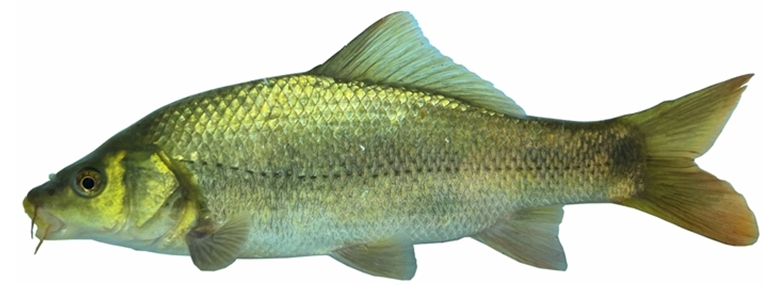 电子游戏app下载安装