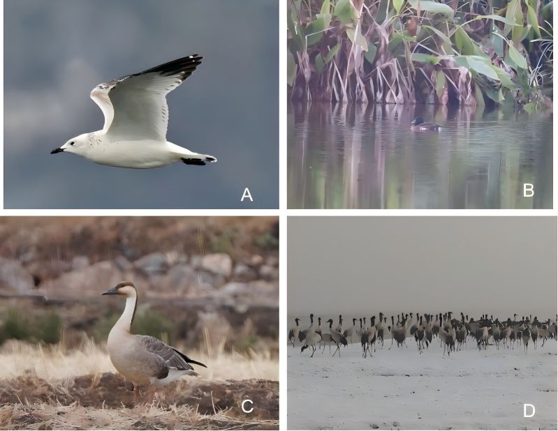 电子游戏app下载安装