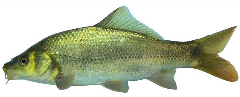 电子游戏app下载安装