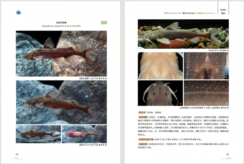 电子游戏app下载安装